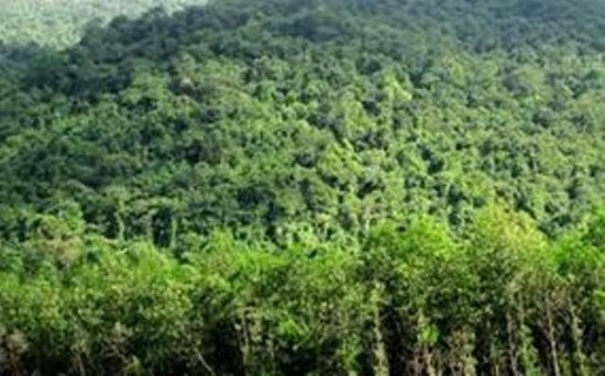 Quảng Nam xuất khẩu tín chỉ cacbon rừng