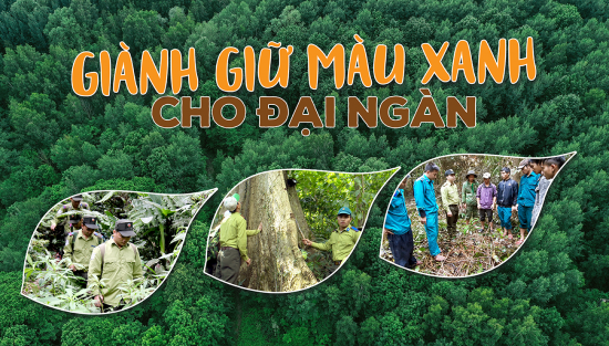 Giành giữ màu xanh cho đại ngàn