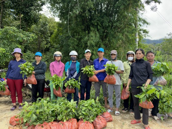 Quỹ Bảo vệ và Phát triển rừng tỉnh bàn giao cây giống cho người dân