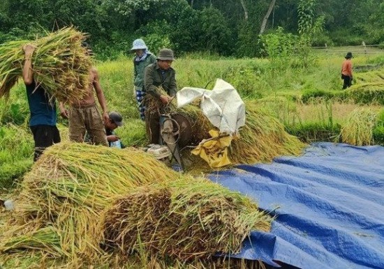 Đảng viên Bắc Trà My giúp dân làm lúa nước để giữ rừng
